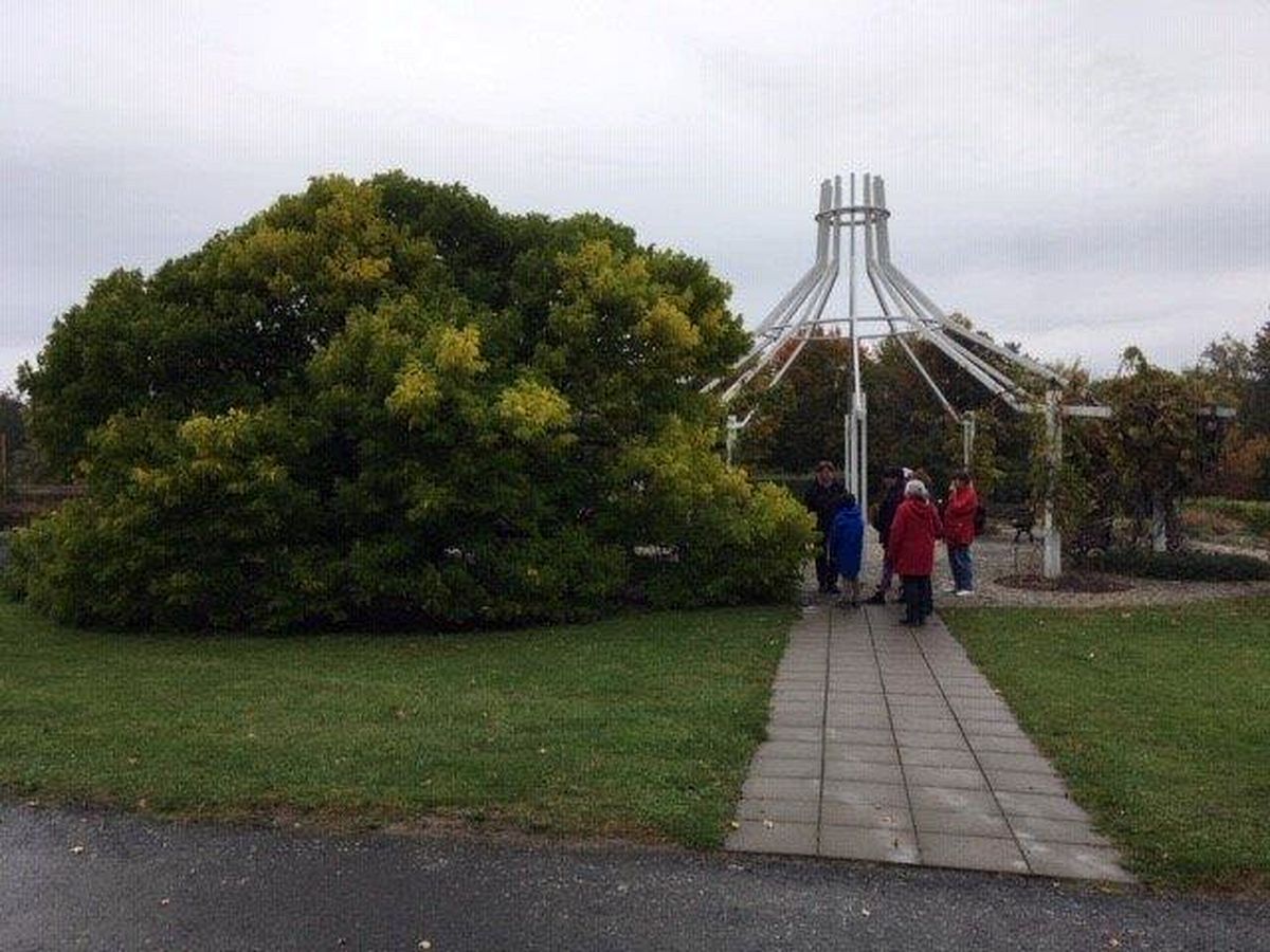 Do Průhonic za ovocnými stromy  001.jpg