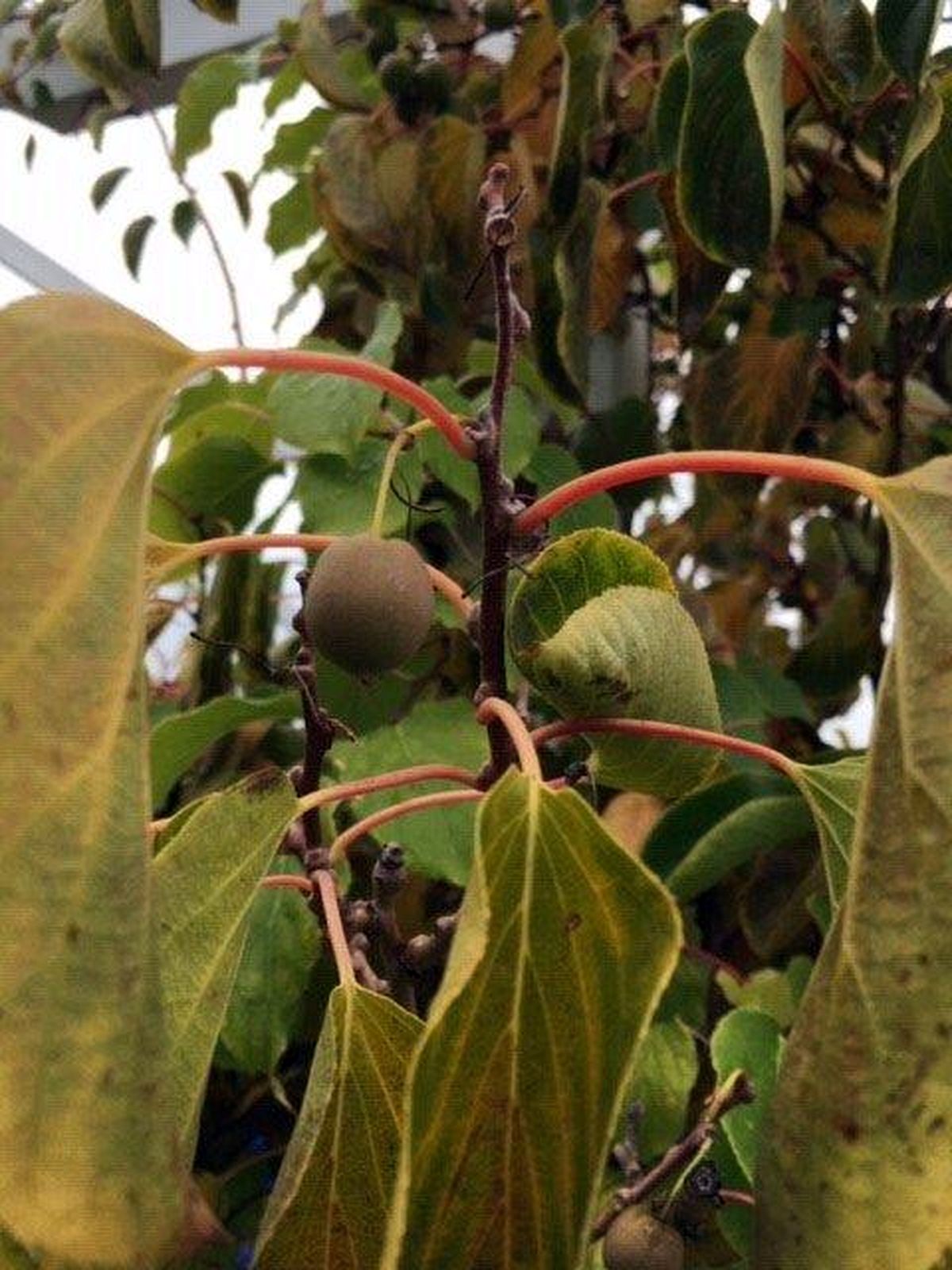 Do Průhonic za ovocnými stromy  003.jpg