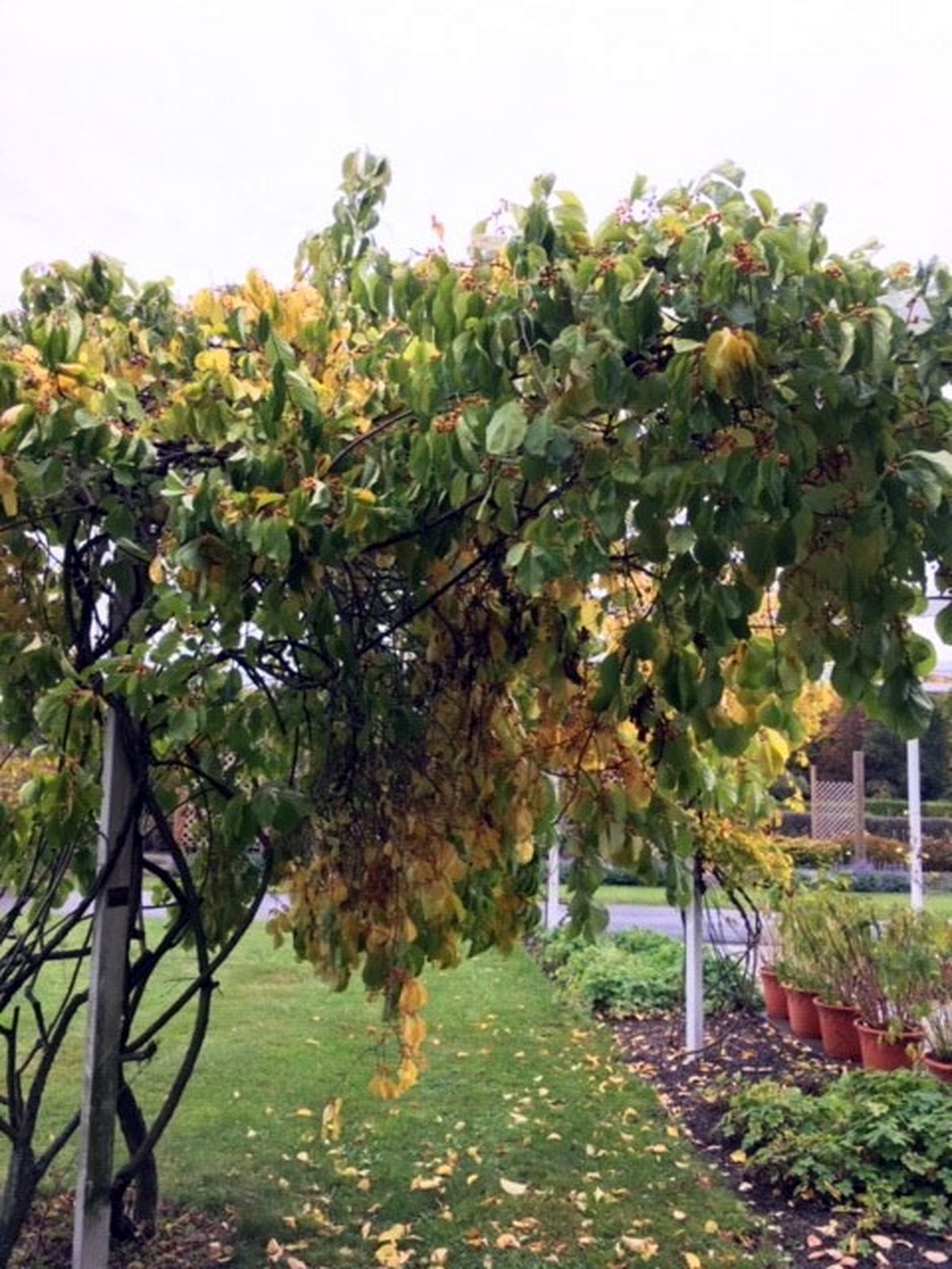 Do Průhonic za ovocnými stromy  007.jpg