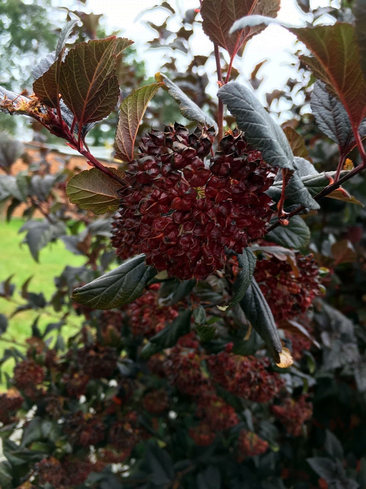 Do Průhonic za ovocnými stromy  008.jpg