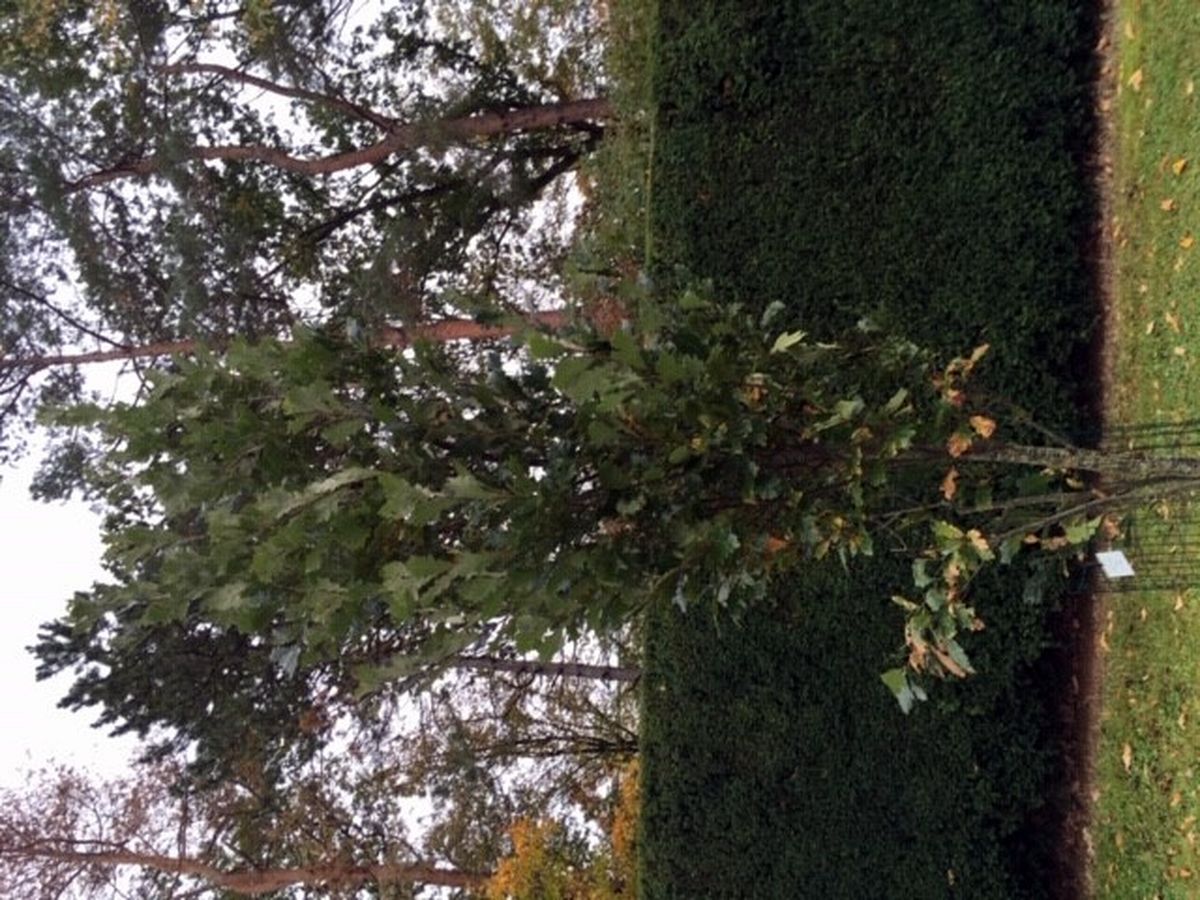 Do Průhonic za ovocnými stromy  011.jpg