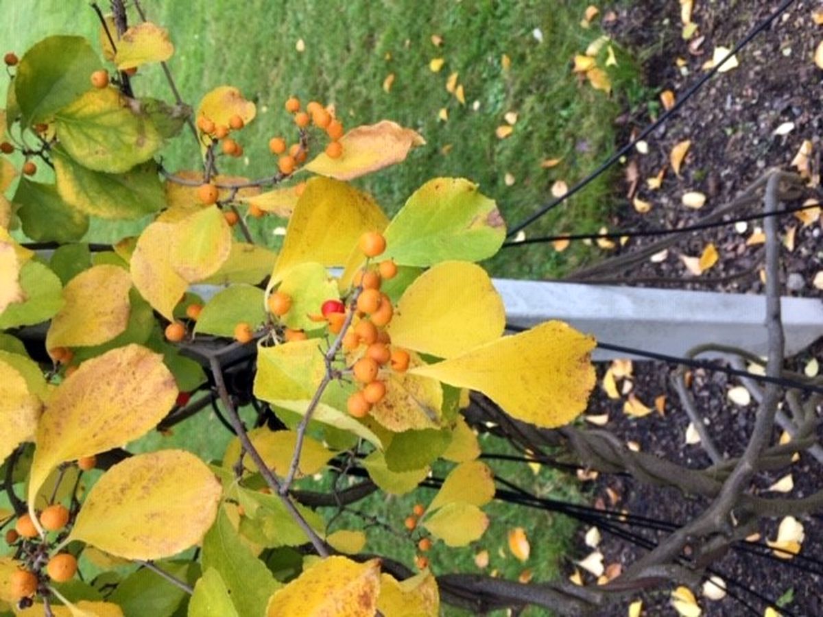 Do Průhonic za ovocnými stromy  014.jpg