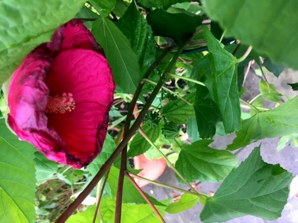 Do Průhonic za ovocnými stromy  015.jpg