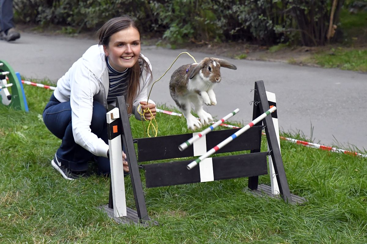 ZMJ 2019 – Modrý pavilon  002.JPG