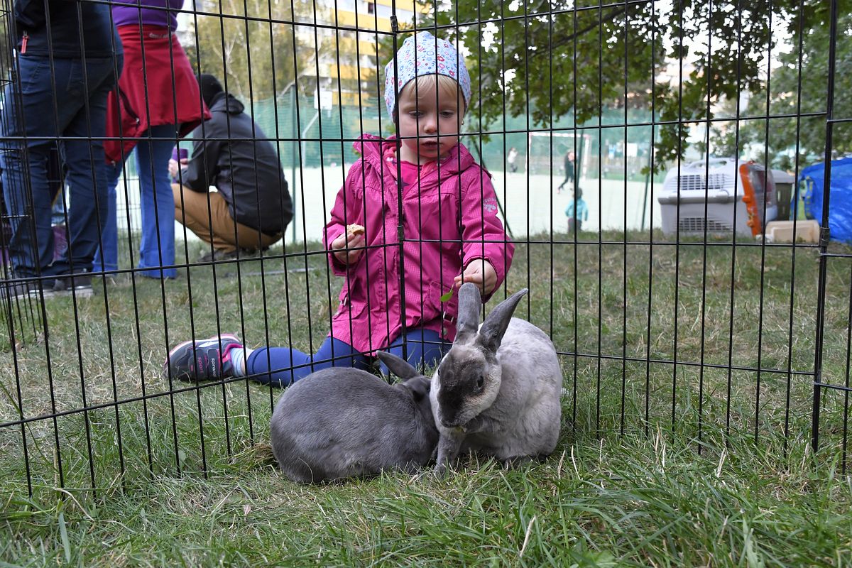 ZMJ 2019 – Modrý pavilon  005.JPG