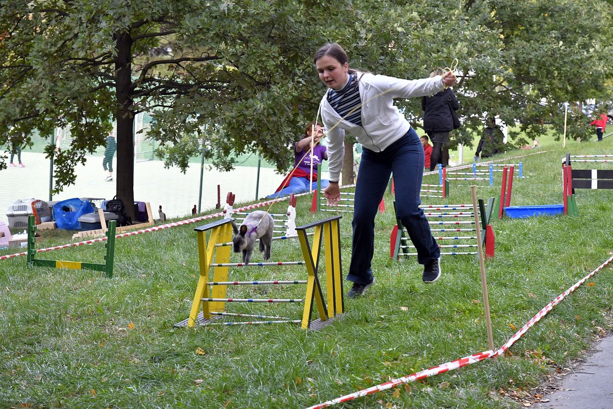 ZMJ 2019 – Modrý pavilon  010.JPG