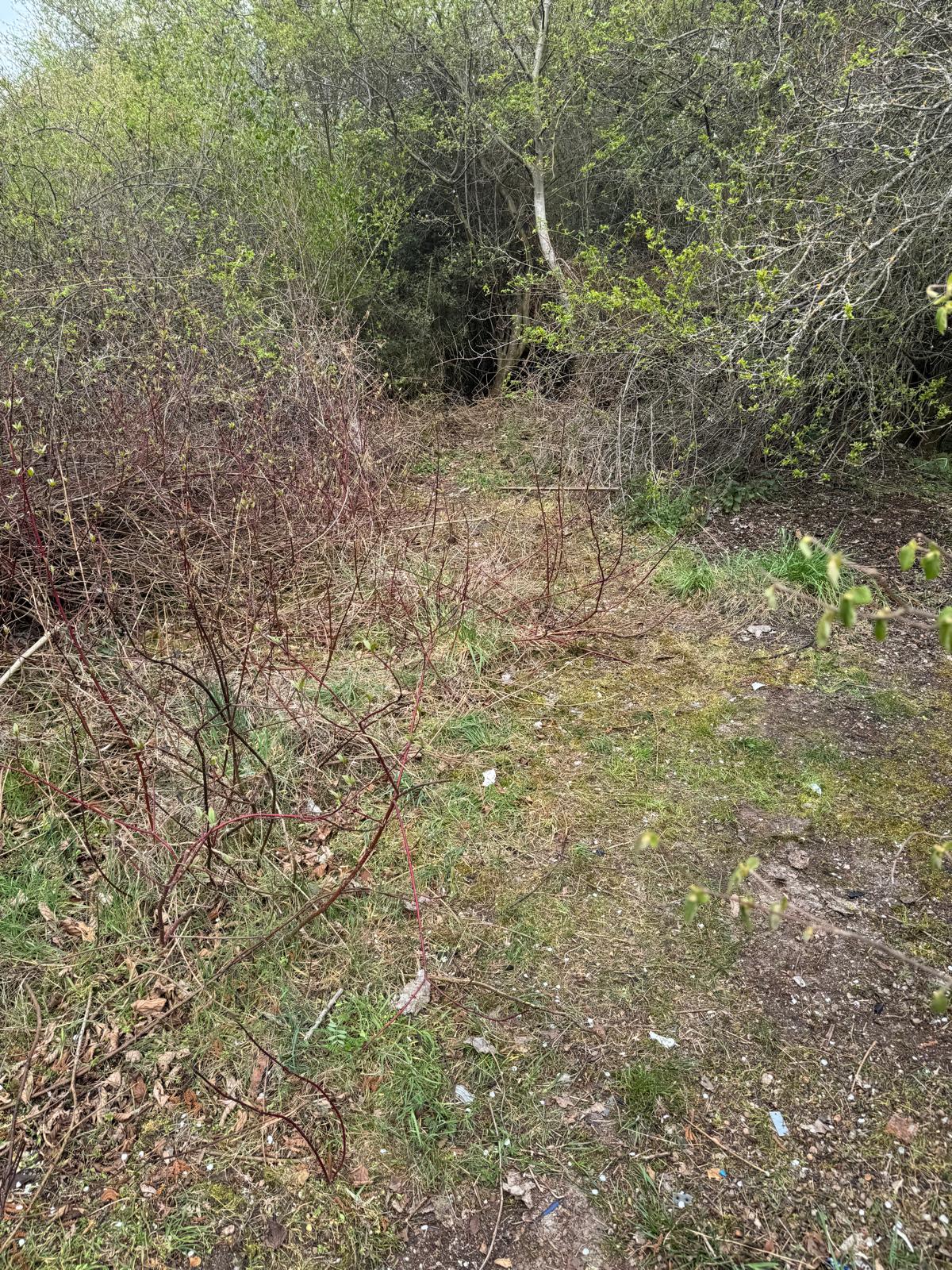 velký háj úklid duben 2025 17