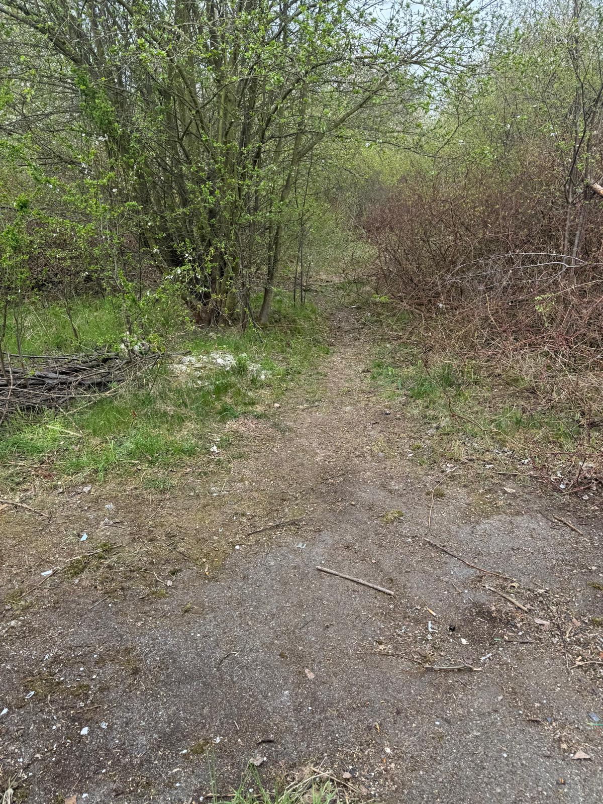 velký háj úklid duben 2025 18